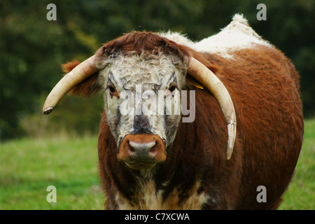 English Longhorn Stier einen alten und seltenen britische Rinder züchten Stockfoto