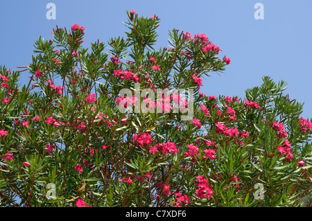 Horseshoe Beach Florida Nerium Oleander Pflanze in voller Blüte. Stockfoto