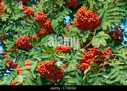 Reife Vogelbeeren auf Baum Stockfoto