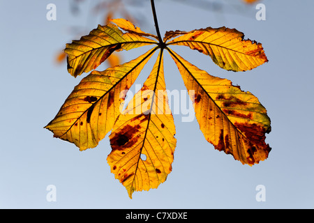 Rosskastanie, Aesculus Hippocastanum, gelbes Blatt im Herbst, September 2011 Stockfoto