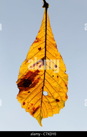 Rosskastanie, Aesculus Hippocastanum, gelbes Blatt im Herbst, September 2011 Stockfoto