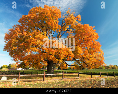 Kanada, Ontario, Fonthill, der Comfort Maple, ein Ahornbaum in voller Herbstfarbe, ist einer der ältesten Bäume Kanadas, der über 450 Jahre alt ist Stockfoto