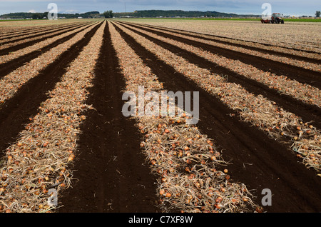 Reihen von Reifen Zwiebeln frisch aus dem Boden trocknen bei einer Holland Marsh Bauernhof Landwirtschaft Lebensmittelproduktion Ontario Kanada gezogen Stockfoto