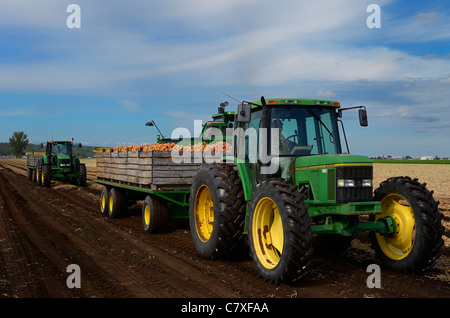Zwiebel-Erntemaschine füllt sich Mülltonnen auf einem Flachbett-Traktor mit nächste Traktor warten auf Holland Marsh farm Stockfoto