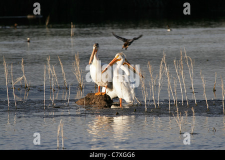 Drei amerikanische weiße Pelikane stehen auf exponierten Boden in einem See Stockfoto