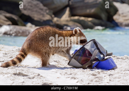 Junge Waschbären (Procyon Lotor) am Florida-Strand aufräumen. Stockfoto