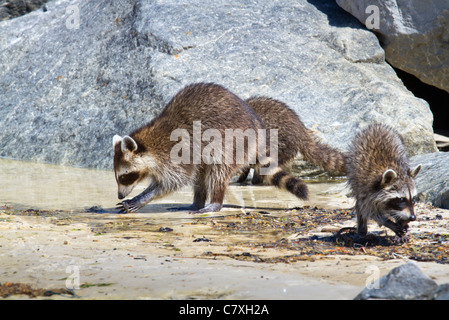 Eine Familie von Waschbären (Procyon Lotor) waschen Hände im flachen Wasser. Stockfoto