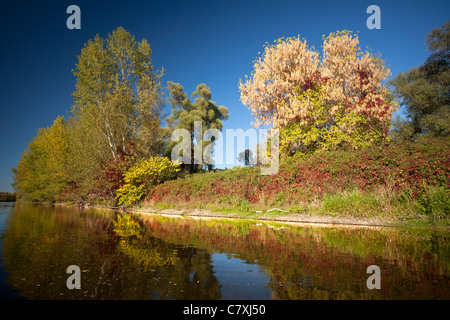 Im Herbst, die Anliegerstaaten Zone von den Ufern des Allier Flusses (Frankreich). Auf der rechten Seite des Fotos sieht man ein Acer Negundo. Stockfoto