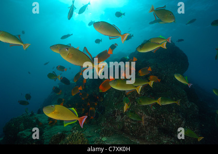 Fischschwarm von Redtail Drückerfisch, Xanthichthys Mento, Socorro, Revillagigedo-Inseln, Mexiko Stockfoto