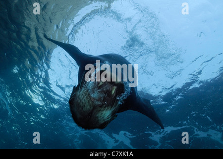 Kalifornische Seelöwe, Zalophus Californianus, Cabo San Lucas, Baja California, Mexiko Stockfoto