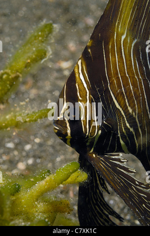 Juvenile Zebra-Fledermausfische, Platax Batavianus, Lembeh Strait, Sulawesi, Indonesien Stockfoto