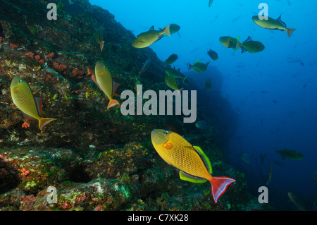 Fischschwarm von Redtail Drückerfisch, Xanthichthys Mento, Socorro, Revillagigedo-Inseln, Mexiko Stockfoto