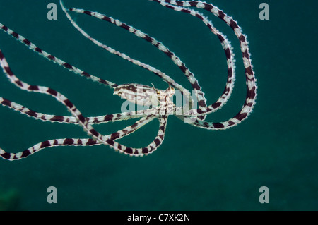 Mimic Octopus, Thaumoctopus Mimicus, Lembeh Strait, Sulawesi, Indonesien Stockfoto