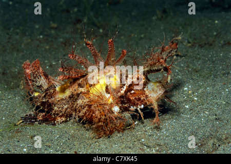 Ambon Drachenköpfe, Pteroidichthys Amboinensis, Lembeh Strait, Sulawesi, Indonesien Stockfoto