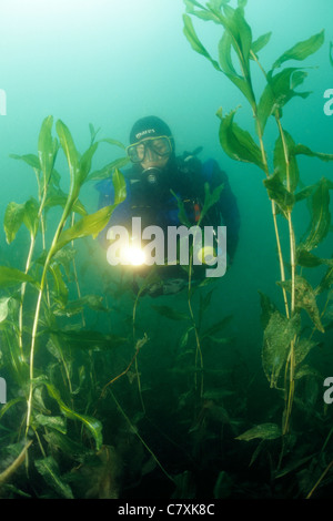 Pflanzen wachsen in Lake Überlingen, Bodensee, Baden-Württemberg, Deutschland Stockfoto