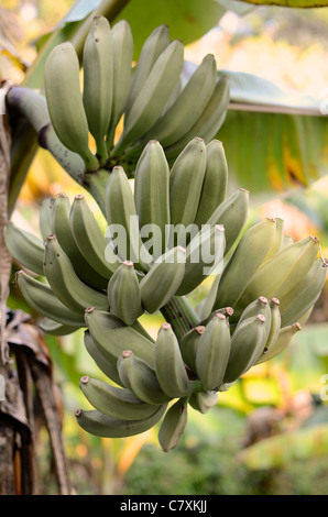 Bananen Reifen auf einem Baum im ländlichen Teil von Shatin. Stockfoto