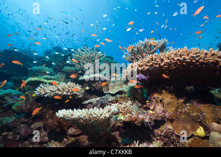 Lyretail Anthias im Korallenriff, Pseudanthias Squamipinnis, Wakaya, Lomaiviti, Fidschi Stockfoto