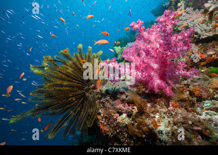Anthias über Coral Reef, Luzonichthys Whitleyi, Pseudanthias Squamipinnis, Wakaya, Lomaiviti, Fidschi Stockfoto