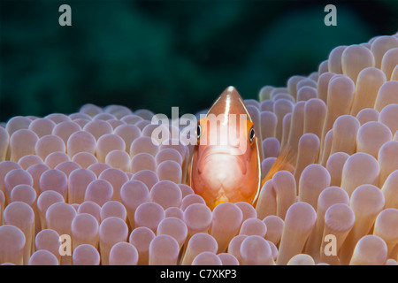 Rosa Anemonenfische, Amphiprion Perideraion, Gau, Lomaiviti, Fidschi Stockfoto