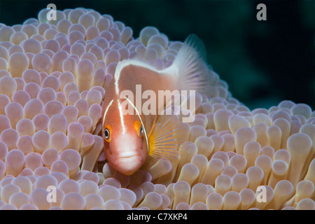 Rosa Anemonenfische, Amphiprion Perideraion, Gau, Lomaiviti, Fidschi Stockfoto