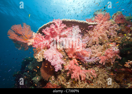 Bunte Korallenriff, Dendronephthya SP., Namena Marine Reserve, Fidschi Stockfoto