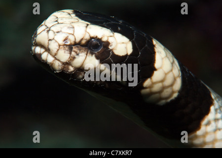 Gelb-Lippe Meer Krait, gebändert Laticauda Colobrina, Gau, Lomaiviti, Fidschi Stockfoto