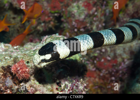 Gelb-Lippe Meer Krait, gebändert Laticauda Colobrina, Gau, Lomaiviti, Fidschi Stockfoto