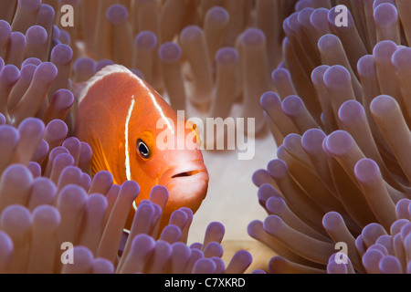 Rosa Anemonenfische, Amphiprion Perideraion, Gau, Lomaiviti, Fidschi Stockfoto