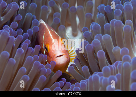 Rosa Anemonenfische, Amphiprion Perideraion, Gau, Lomaiviti, Fidschi Stockfoto