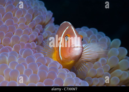 Rosa Anemonenfische, Amphiprion Perideraion, Gau, Lomaiviti, Fidschi Stockfoto