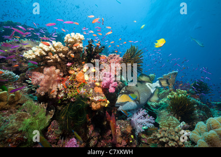 Titan-Drückerfisch im Korallenriff, Balistoides Viridescens, Namena Marine Reserve, Fidschi Stockfoto