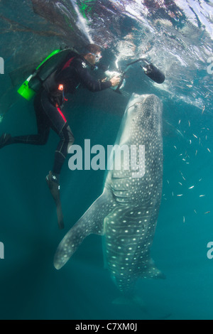 Taucher, die Fotos der Walhai, Fütterung Rhincodon Typus, Cenderawashi Bay, West Papua, Indonesien Stockfoto