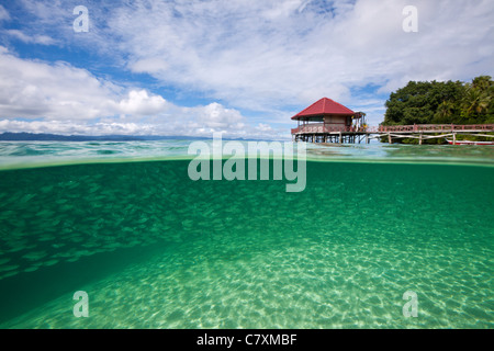 Fischschwarm von Yellowstripe Scad in Lagune von Ahe Island, Selaroides Leptolepis, Cenderawashi Bay, West Papua, Indonesien Stockfoto