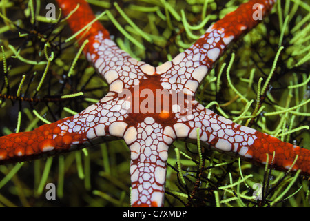 Red Mesh Seestern, Fromia Monilis, Cenderawashi Bay, West Papua, Indonesien Stockfoto