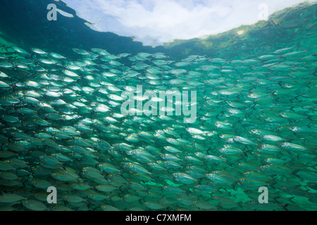 Fischschwarm von Yellowstripe Scad in Lagune von Ahe Island, Selaroides Leptolepis, Cenderawashi Bay, West Papua, Indonesien Stockfoto