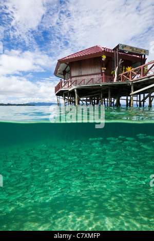 Fischschwarm von Yellowstripe Scad in Lagune von Ahe Island, Selaroides Leptolepis, Cenderawashi Bay, West Papua, Indonesien Stockfoto