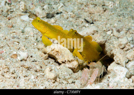 Gelb-Grundel in Symbiose mit fangen Garnelen Cryptocentrus Cinctus Alpheus Ochrostriatus Cenderawashi Bay West Papua Stockfoto