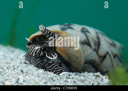 Fledermaus Volute räuberische Meeresschnecke, Cymbiola Vespertilio, Cenderawashi Bay, West Papua, Indonesien Stockfoto