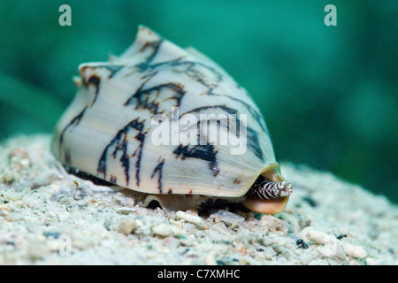 Fledermaus Volute räuberische Meeresschnecke, Cymbiola Vespertilio, Cenderawashi Bay, West Papua, Indonesien Stockfoto