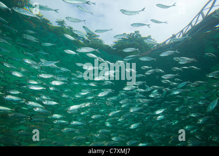 Fischschwarm von Yellowstripe Scad in Lagune von Ahe Island, Selaroides Leptolepis, Cenderawashi Bay, West Papua, Indonesien Stockfoto