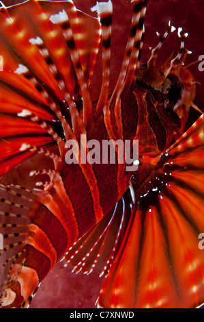 Nahaufnahme von Spotfin Lionfish in der Lembeh-Straße-Indonesien Stockfoto