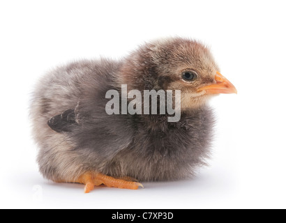 Baby Huhn Closeup isoliert auf weißem Hintergrund Stockfoto