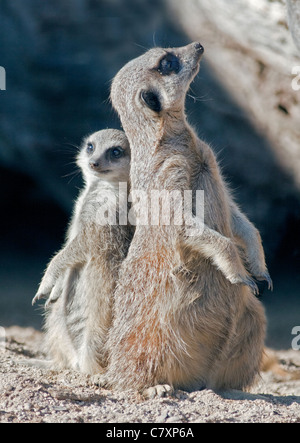 Schlanke Tailed Erdmännchen (Suricata Suricatta) Erwachsene und Jugendliche Stockfoto