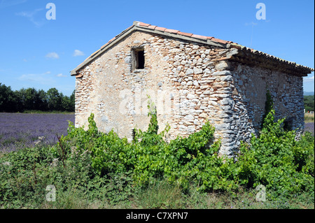 Feld Lavendel Werk in der Region Provence-Alpes-Cote d ' Azur in Frankreich Stockfoto