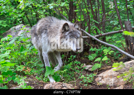 Grauer Wolf, Canis Lupus, auf der Pirsch. Columbia Valley, British Columbia, Kanada Stockfoto