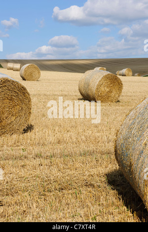 Rundballen Heu erntefrisch unter blauem Himmel mit weißen flauschigen Wolken Stockfoto