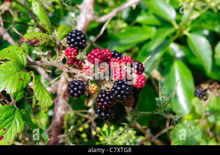 Reife Brombeeren in eine Hecke auf Anglesey, Nordwales. Stockfoto