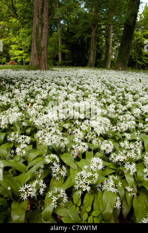 Bärlauch in Blüte Stockfoto