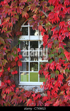 St Johns College Fenster umgeben von wildem Wein rot, Universität Cambridge, England. Stockfoto