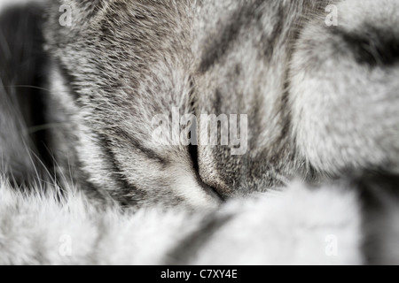 Katze schläft zusammengerollt mit Kopf in Pfoten Stockfoto